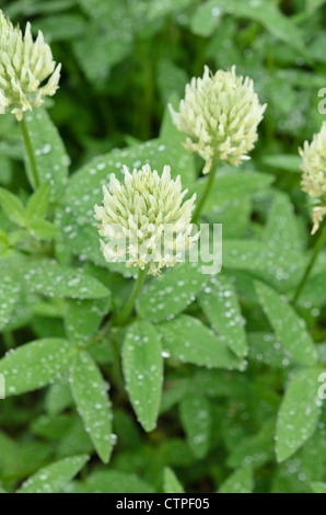 Ungarische KLEE (Trifolium pannonicum) Stockfoto