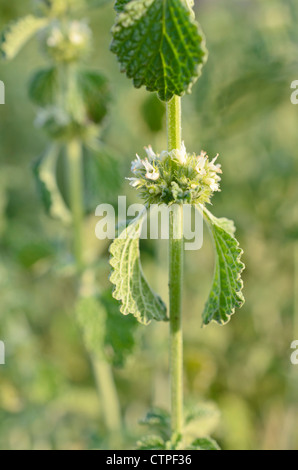 Gemeinsame horehound (marrubium vulgare) Stockfoto