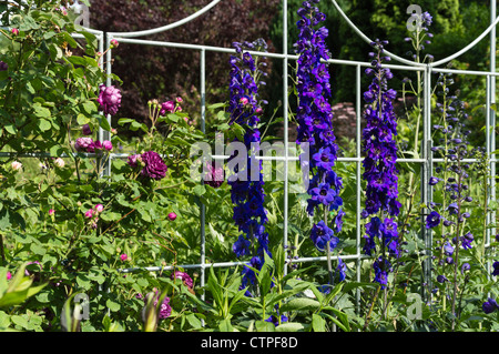 Rose (rosa) und Rittersporn (delphinium elatum) Stockfoto