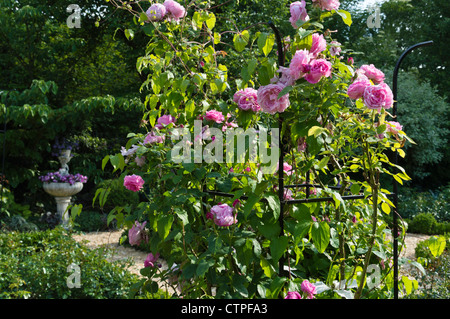 Englische Rose (Rosa Gertrude Jekyll) mit Spalier in einem Rosengarten. Design: Marianne und Detlef Lüdke Stockfoto