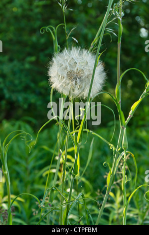 Wiese Schwarzwurzeln (Tragopogon Pratensis) Stockfoto