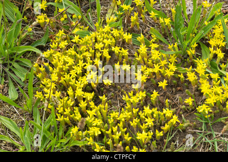 Goldmoss Fetthenne (sedum Acre) Stockfoto