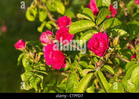 Japanische Rose (Rosa rugosa 'f. j. grootendorst') Stockfoto