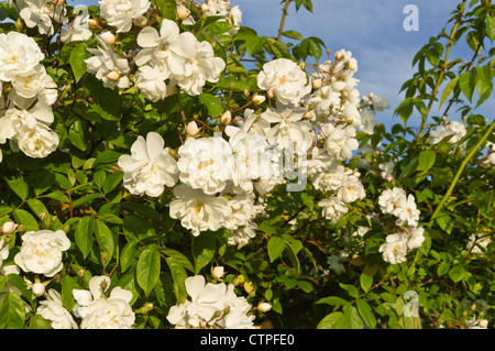 Multiflora Rose (Rosa multiflora 'plathyphylla') Stockfoto