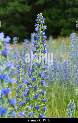 Der Viper bugloss (echium vulgare) Stockfoto