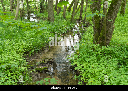 Bach in einem Auwald, Nationalpark Unteres Odertal, Deutschland Stockfoto