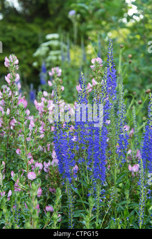 Gemeinsame Ehrenpreis (Veronica Officinalis) Stockfoto