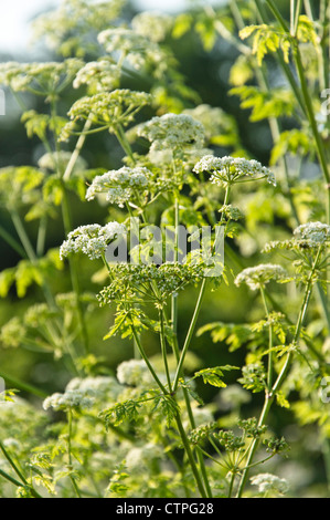 Gift Schierling (conium maculatum) Stockfoto