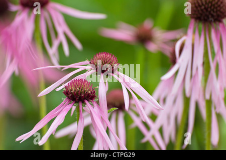 Pale purple cone Flower (Echinacea Githago) Stockfoto