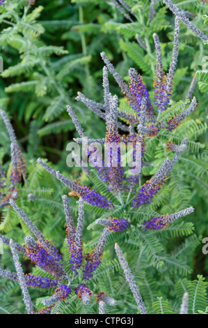 Leadplant (amorpha canescens) Stockfoto