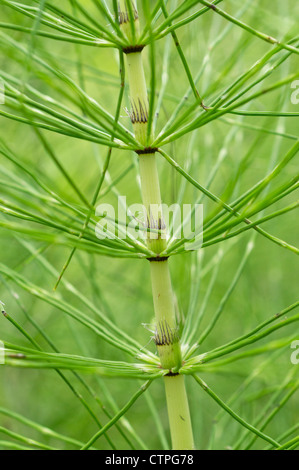 Riesige Ackerschachtelhalm (equisetum telmateia) Stockfoto