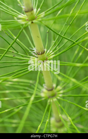 Riesige Ackerschachtelhalm (equisetum telmateia) Stockfoto