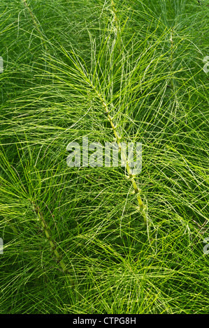 Riesige Ackerschachtelhalm (equisetum telmateia) Stockfoto