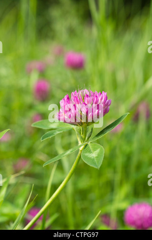 Rotklee (Trifolium pratense) Stockfoto