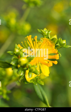 Hohen Tutsan (Hypericum X inodorum) Stockfoto