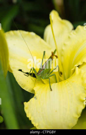 Große grüne Heuschrecke (Tettigonia Viridissima) und Tag Lily (hemerocallis) Stockfoto