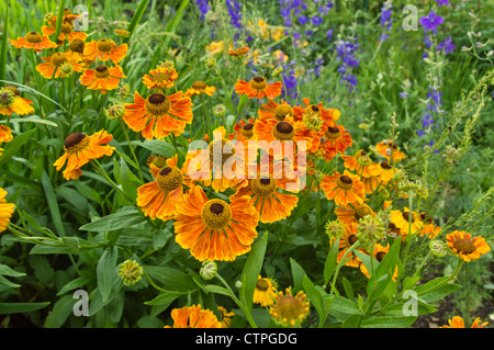 Sneezeweed (helenium waltraut) Stockfoto