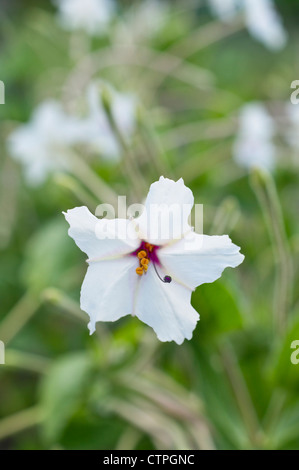 Vier O-Uhren (mirabilis Longiflora) Stockfoto