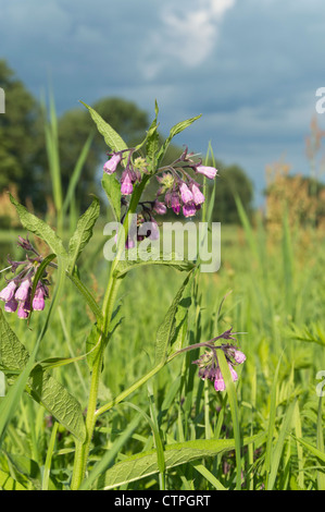 Gemeinsame Beinwell (symphytum officinale) Stockfoto