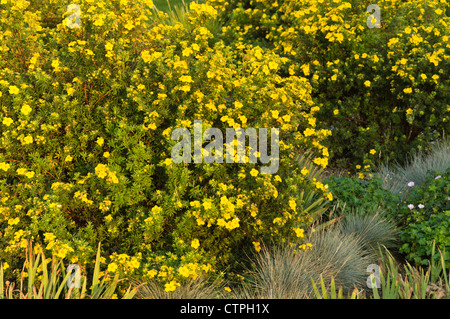 Strauchigen cinquefoil (potentilla fruticosa) und blau Schwingel (Festuca cinerea Syn. nepeta) Stockfoto