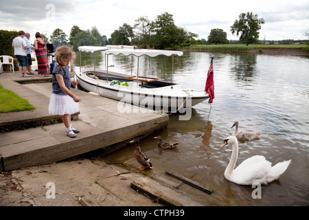 Kind die Schwäne füttern Themse bei Wallingford, Oxfordshire UK Stockfoto