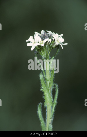 BEHAARTE ROCK-KRESSE Arabis Hirsuta (Brassicaceae) Stockfoto