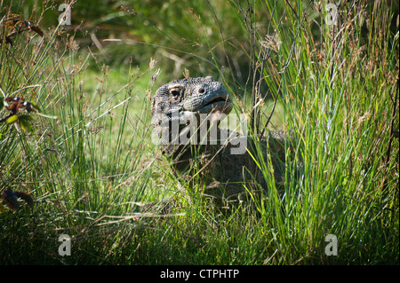 Ein Komodowaran auf Rinca Island, Indonesien, eines von nur einem sehr wenige Unterkünfte vor Ort Komodo-Warane in freier Wildbahn. Stockfoto