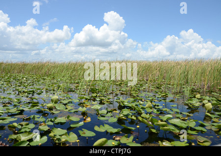 Boggy Creek Airboat Rides auf West Lake Toho in Southport Park in der Nähe von Kissimmee Orlando Disney Theme Park Bereich Orlando Florida. Stockfoto