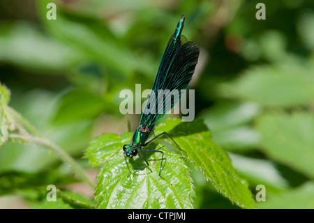 Schöne Prachtlibelle (Calopteryx Virgo) Stockfoto