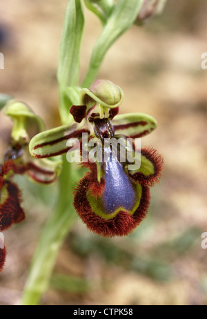 Spiegel-Orchidee Ophrys speculum Stockfoto
