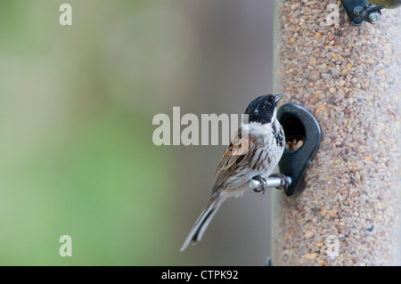 Reed Bunting (Emberiza Schoeniclus) Stockfoto