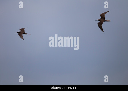 Schwarzer Noddy (Anous Minutus Marcusi), paar im Flug über die Insel Koror in die Republik Palau. Stockfoto