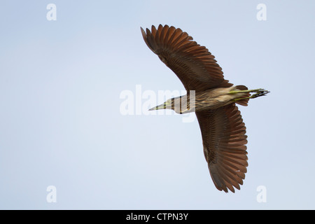 Rufous-Nachtreiher (Nycticorax Caledonicus Pelewensis) im Flug auf die Insel Koror in die Republik Palau unreif. Stockfoto