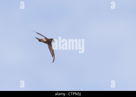 Palau-Salangane (Aerodramus Pelewensis) im Flug Futter für Insekten über Koror in die Republik Palau. Stockfoto