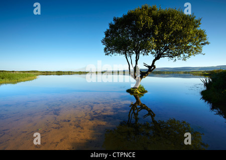 Einsamer Baum in Qualitätsorientierung Pool, Bridgend, Süd-Wales. Stockfoto