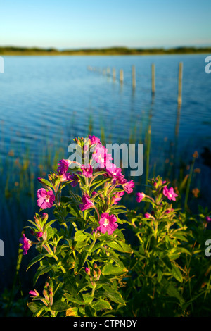 Großen Weidenröschen (Epilobium Hirsutum) wachsen neben Qualitätsorientierung Pool, Bridgend, South Wales. Stockfoto