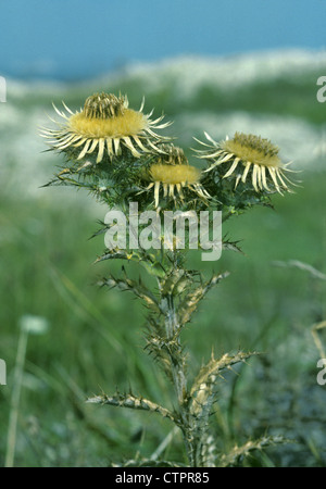 CARLINE DISTEL Carlina Vulgaris (Asteraceae) Stockfoto