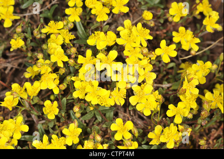 HOARY ROCK ROSE, Helianthemum Oelandicum (Cistaceae) Stockfoto