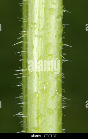 BRENNNESSEL Urtica Dioica (Urticacae) Stockfoto