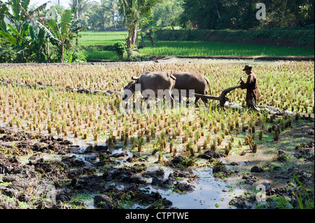 Mann mit seinem Team von Wasserbüffel bei der Arbeit in einem Reis Bereich Java Indonesien Stockfoto