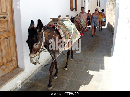 Esel Lindos Rhodos griechische Inseln Griechenland Stockfoto