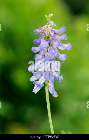 GETUFTET Wicke Vicia Cracca (Fabaceae) Stockfoto