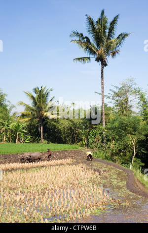 Mann mit seinem Team von Wasserbüffel bei der Arbeit in einem Reis Bereich Java Indonesien Stockfoto