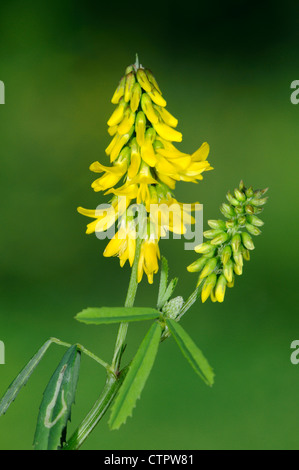 GERIPPTE MELILOT Melilotus Officinalis (Fabaceae) Stockfoto