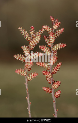 Moor-MYRTLE Myrica Gale (Myricaceae) Stockfoto