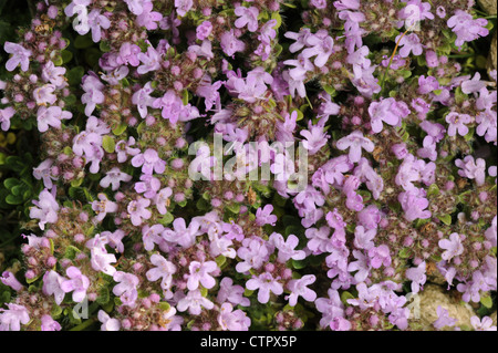 WILDER Thymian Thymus Polytrichus (Lamiaceae) Stockfoto