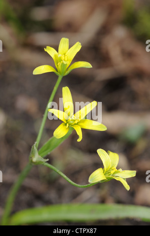 GELBE STAR-OF-BETHLEHEM Gagea Lutea (Liliaceae) Stockfoto