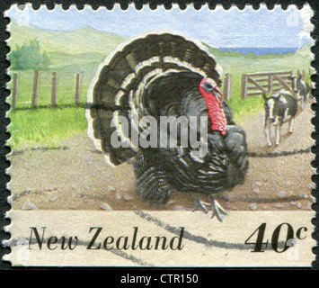 Neuseeland - ca. 1995: Eine Briefmarke gedruckt in Neuseeland, zeigt Nutztiere - Türkei, ca. 1995 Stockfoto