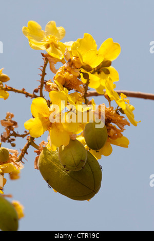 Blüte und Fruchtbildung Baum Kapok (Ceiba Pentandra), Kimberley, Western Australia, Australien Stockfoto