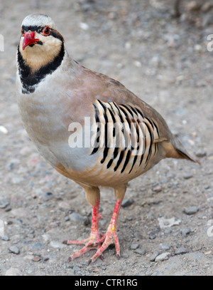 Chukar Partridge (Alectoris Chukar), Scheich Mansur Markt, Duschanbe, Tadschikistan Stockfoto